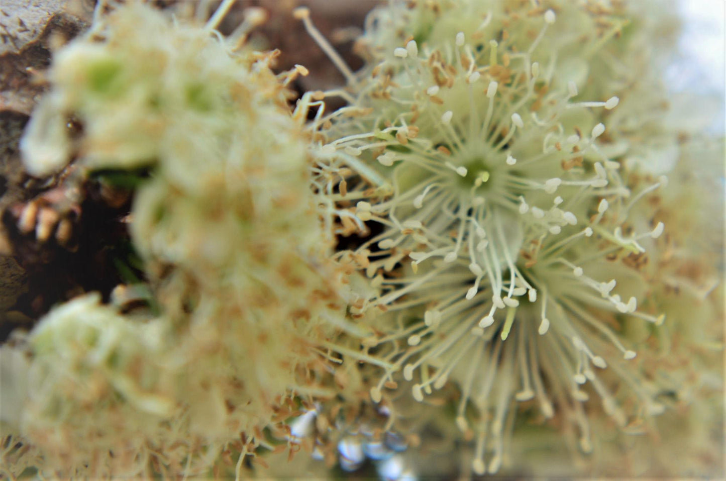 Plinia Cauliflora (Jaboticaba)