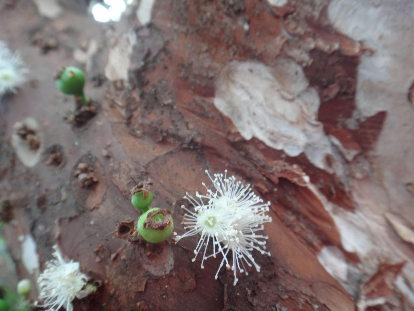 Plinia Cauliflora (Jaboticaba)