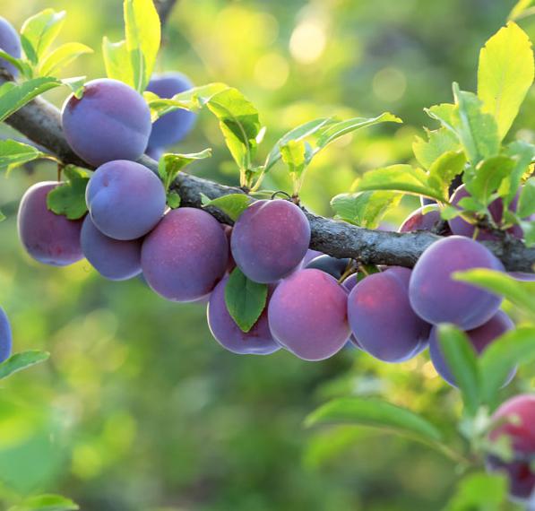 DWARF Prunus Domestica ‘Angelina’ (Dwarf Angelina Plum)