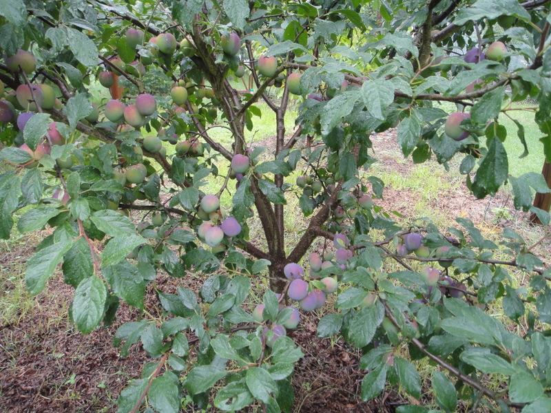 Prunus Domestica 'Angelina' (Plum)