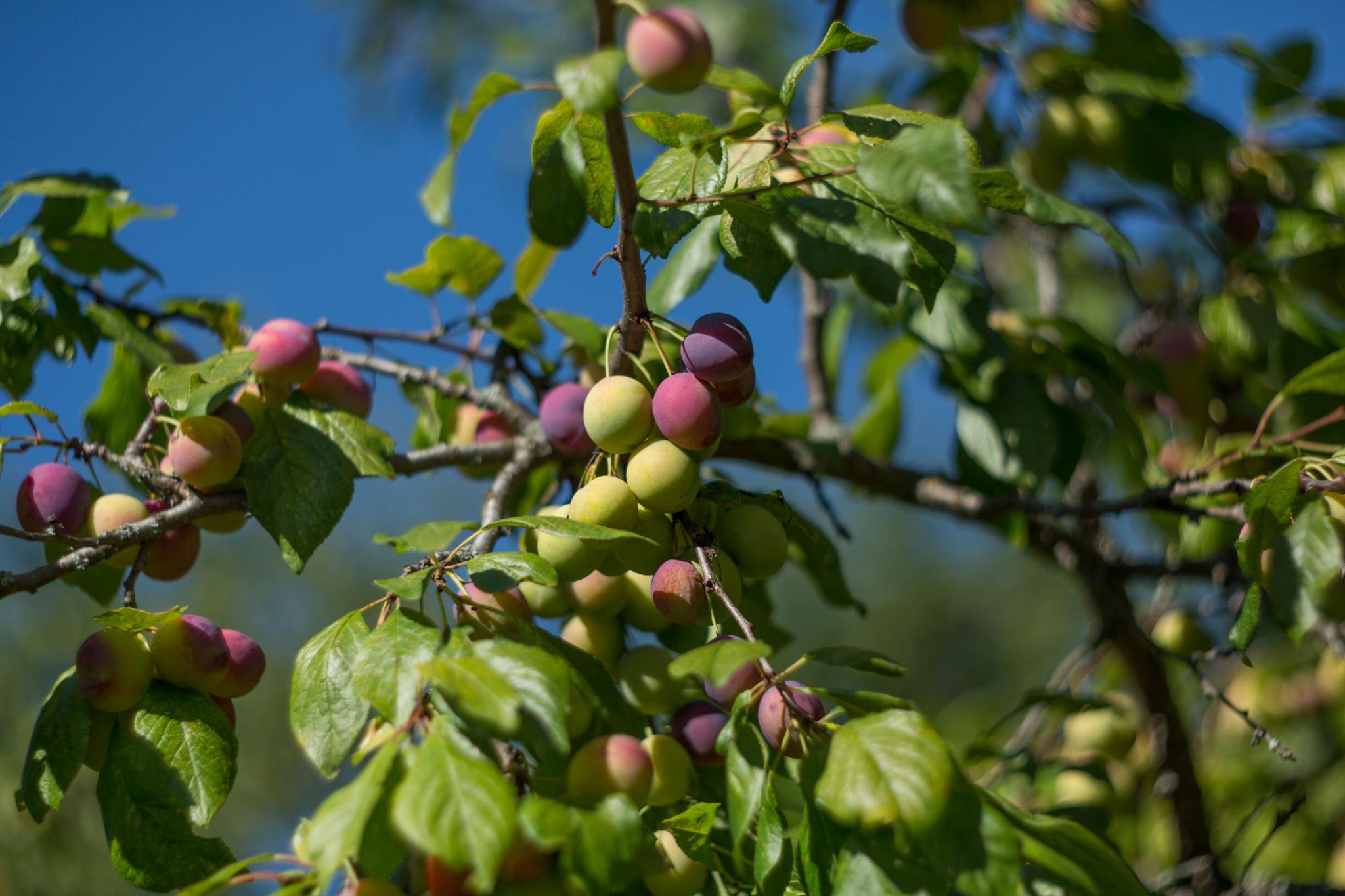 DWARF Prunus Domestica ‘Angelina’ (Dwarf Angelina Plum)
