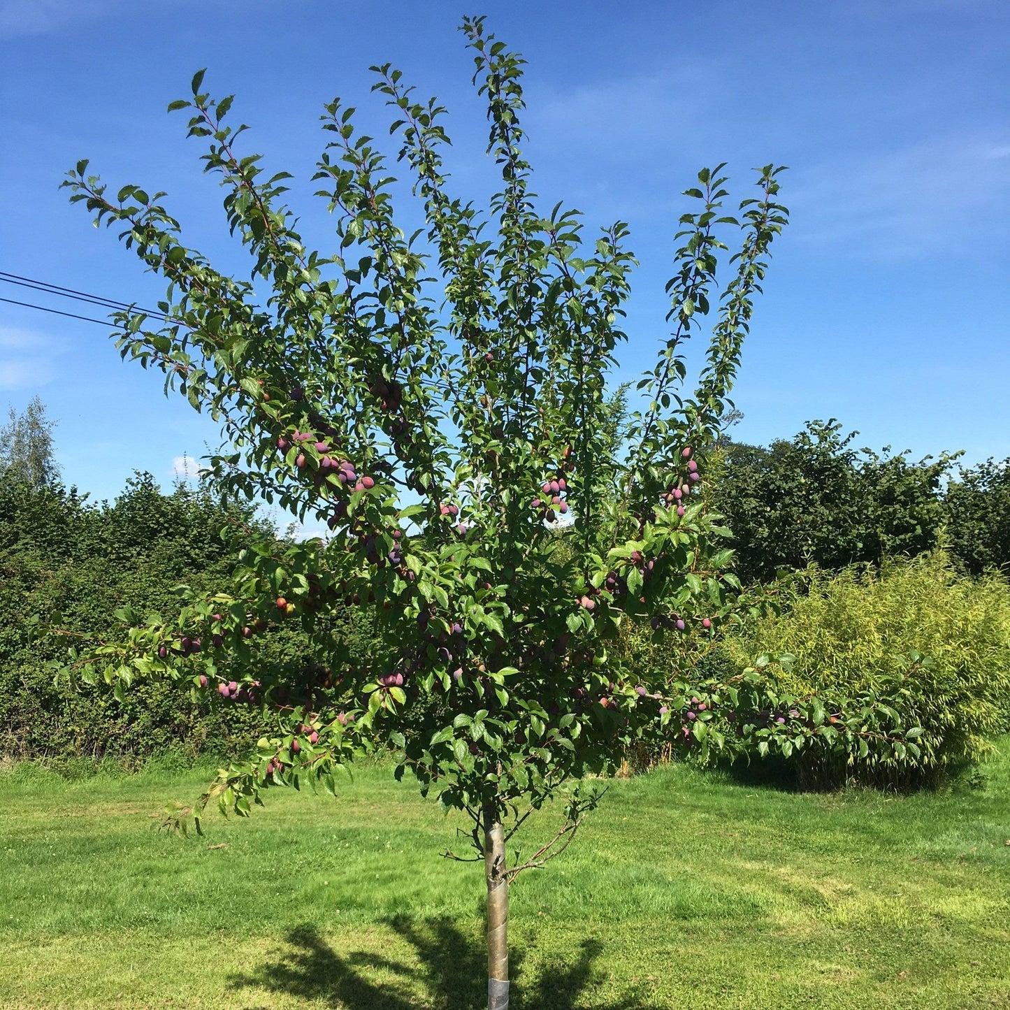 Prunus Domestica 'Sugar Plum' (Sugar Plum)