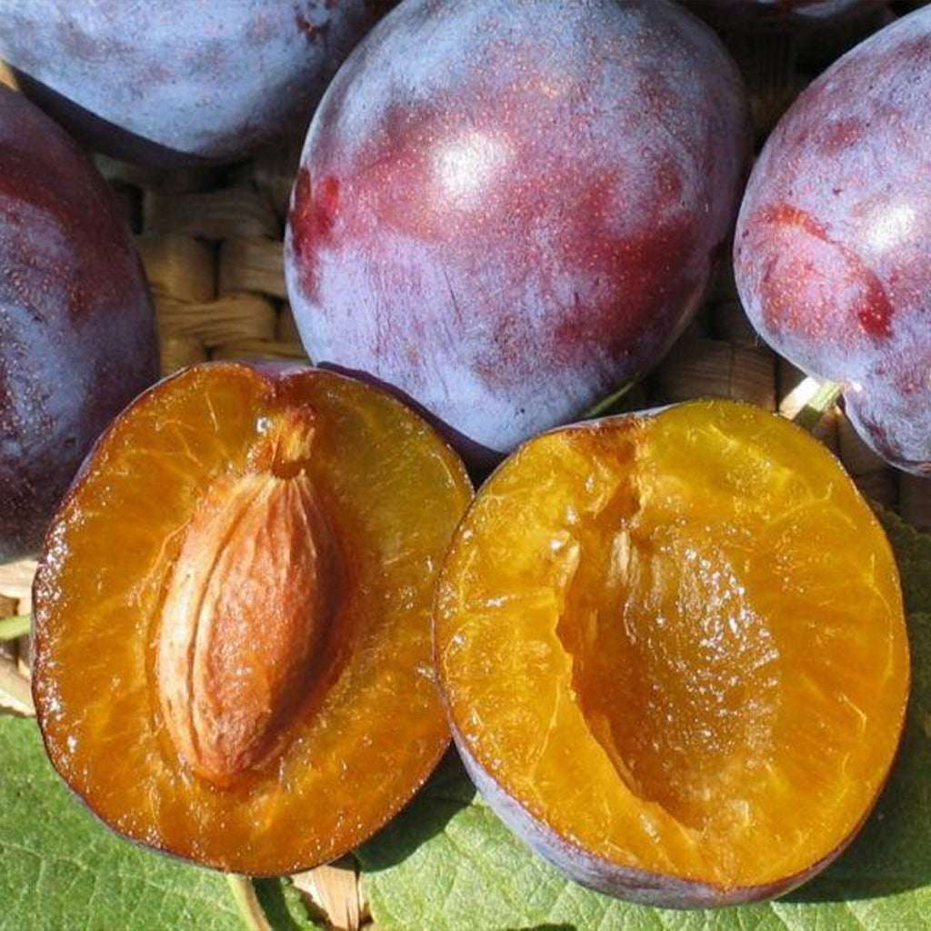 Prunus Domestica 'Sugar Plum' (Sugar Plum)