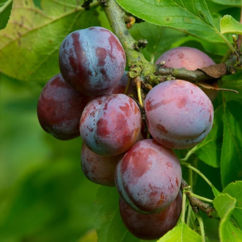 Prunus Domestica 'Sugar Plum' (Sugar Plum)