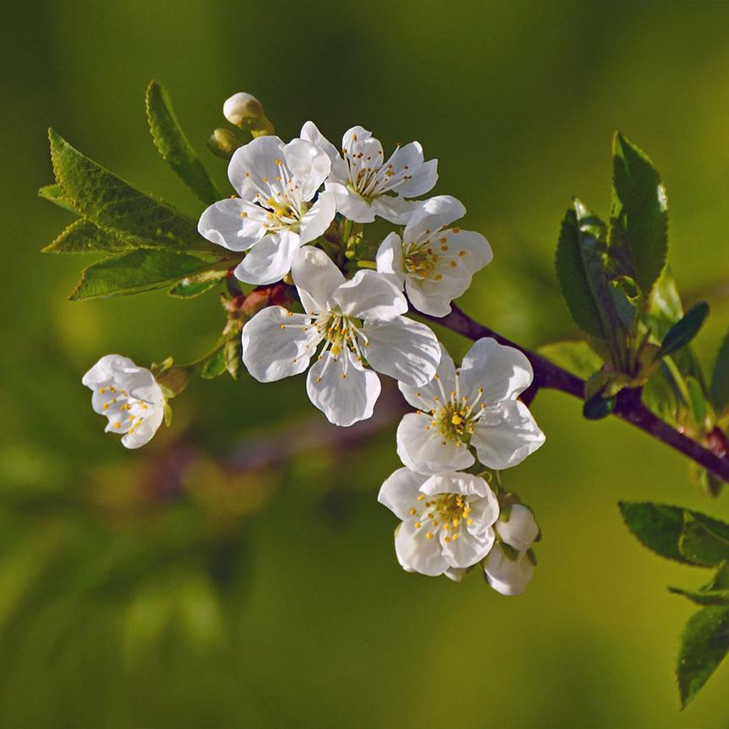 Prunus Domestica 'Sugar Plum' (Sugar Plum)