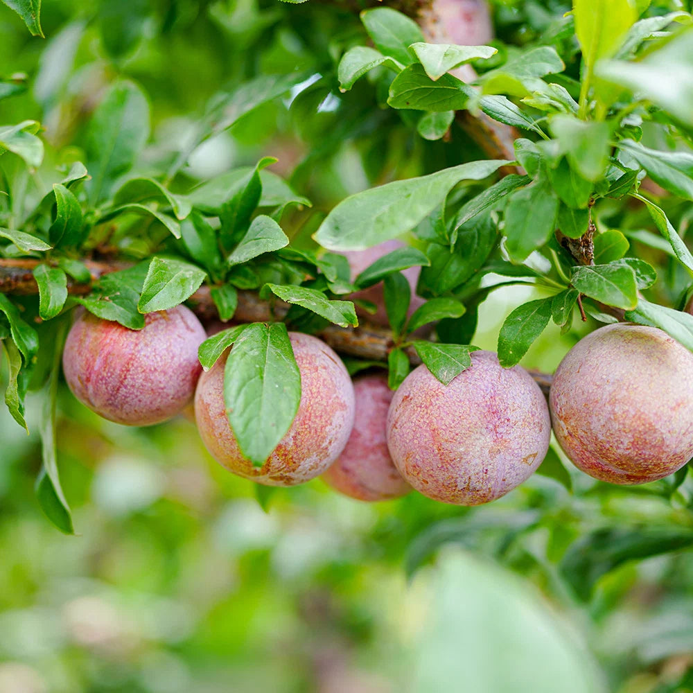 Prunus Hybrid ‘Spring Satin’ (Spring Satin Plumcot)