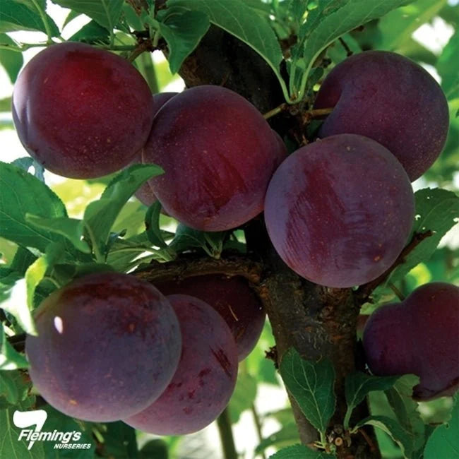 Prunus Salicina × Armeniaca ‘Plumscrumptious’ (Plumscrumptious Plumcot)