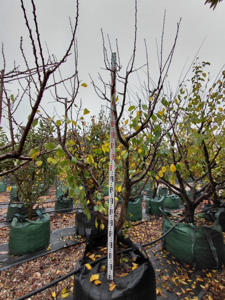 Prunus Domestica 'Angelina' (Plum)