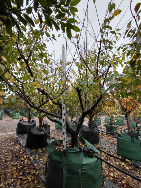 Prunus Domestica 'Angelina' (Plum)