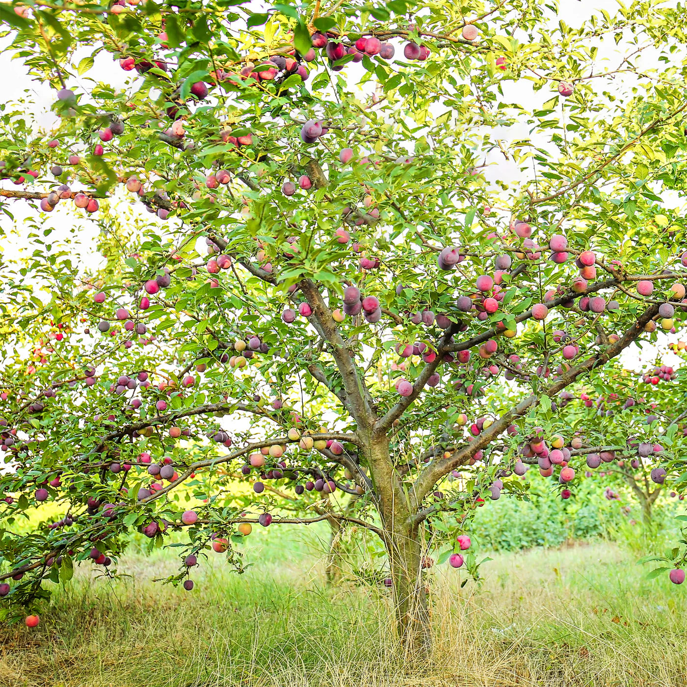 Prunus Salicina 'Sugar' (Plum Sugar)