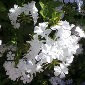 Plumbago Auriculata 'Snow Cape' (Cape Leadwort)