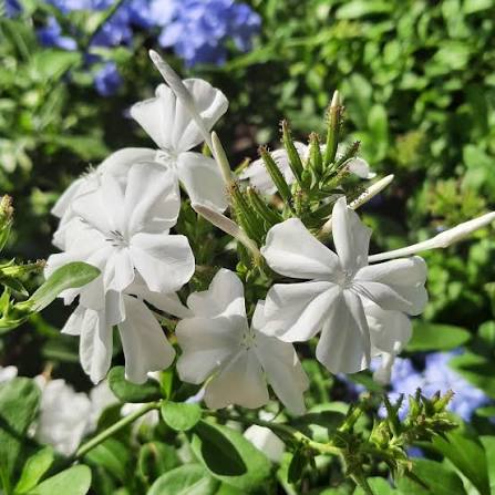 Plumbago Auriculata 'Snow Cape' (Cape Leadwort)