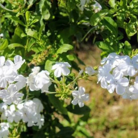 Plumbago Auriculata 'Snow Cape' (Cape Leadwort)