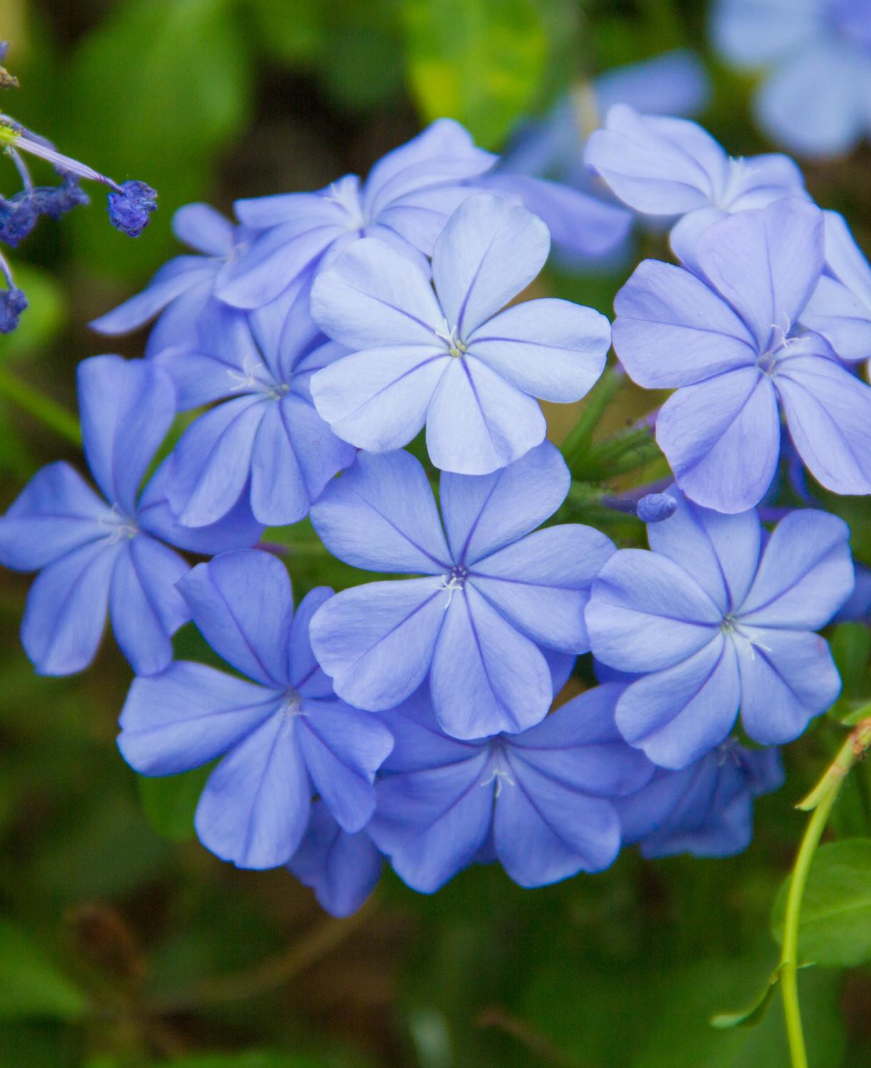 Plumbago auriculata ‘Royal Cape’ (Royal Cape Plumbago)