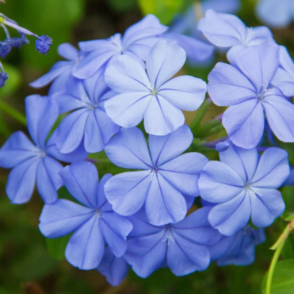 Plumbago auriculata ‘Royal Cape’ (Royal Cape Plumbago)