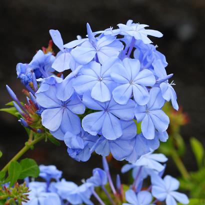 Plumbago auriculata ‘Royal Cape’ (Royal Cape Plumbago)