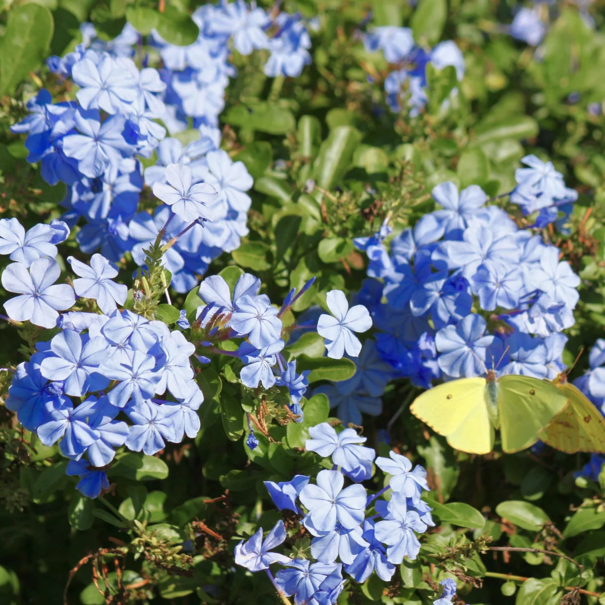 Plumbago auriculata ‘Royal Cape’ (Royal Cape Plumbago)