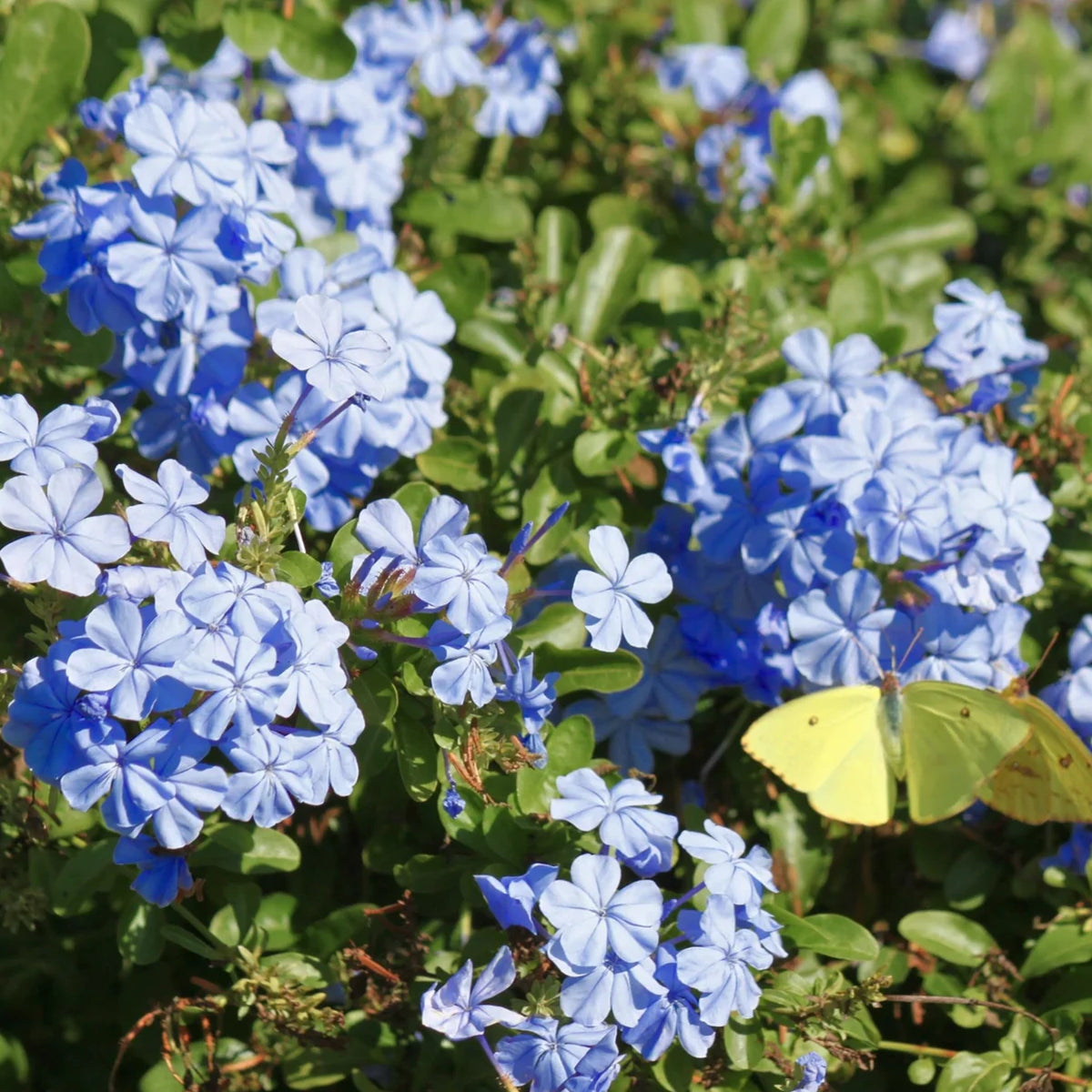 Plumbago auriculata ‘Royal Cape’ (Royal Cape Plumbago)