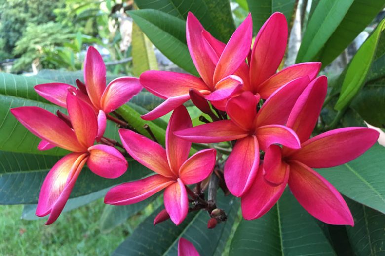 Plumeria Rubra (Frangipani)