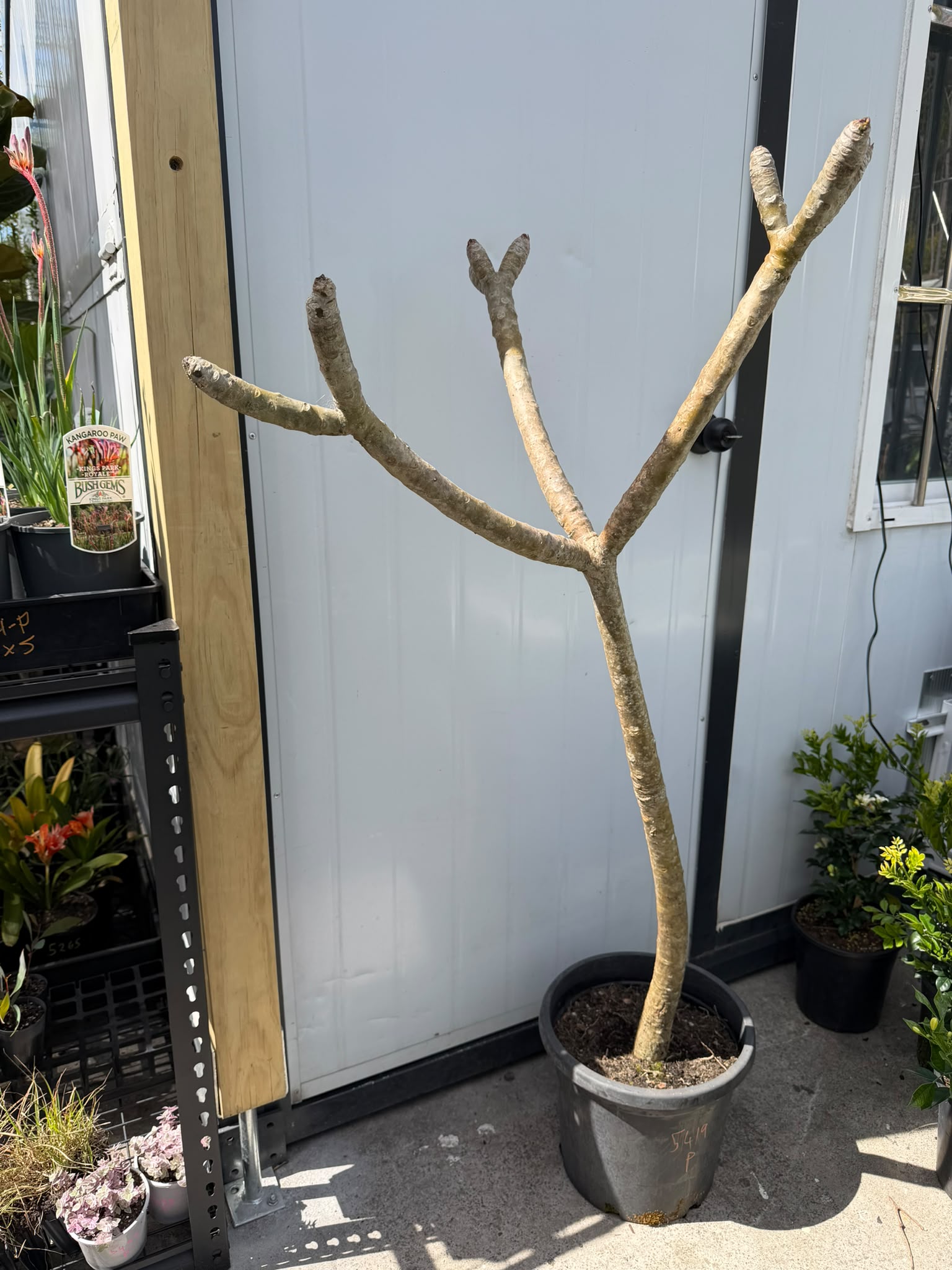 Plumeria Rubra Acutifolia (White Frangipani) CLEARANCE