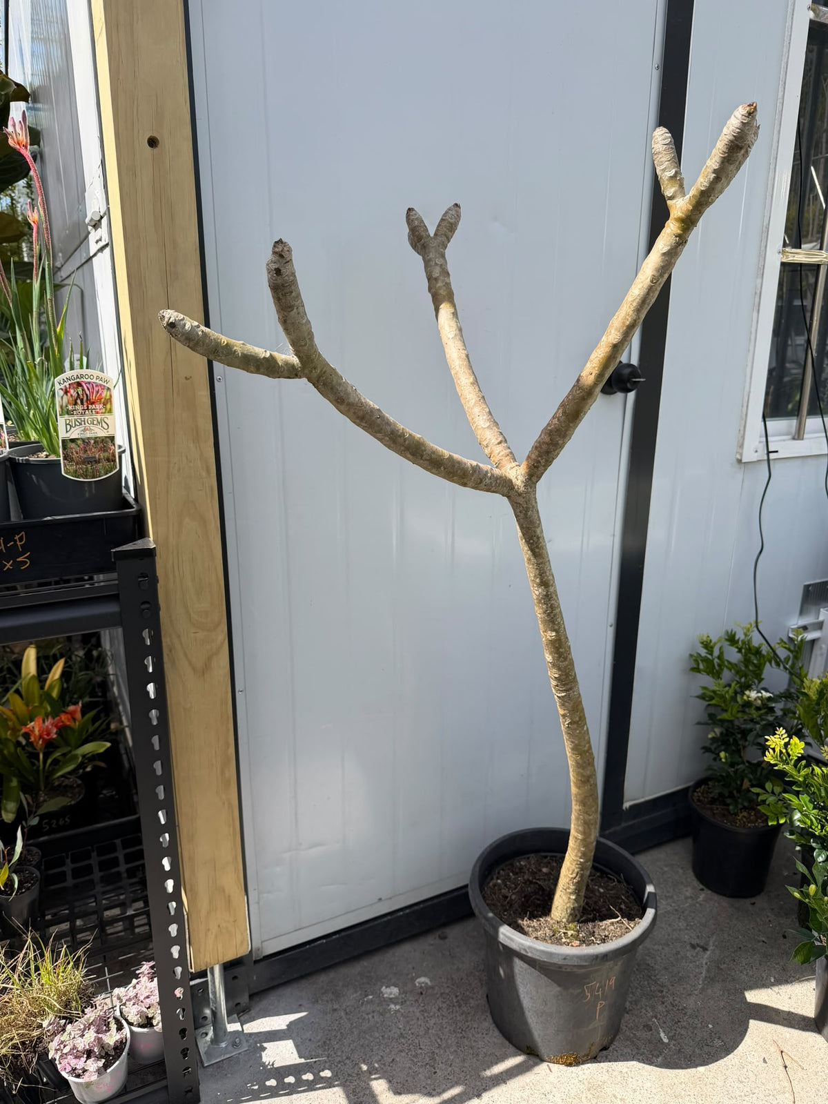 Plumeria Rubra Acutifolia (White Frangipani) CLEARANCE