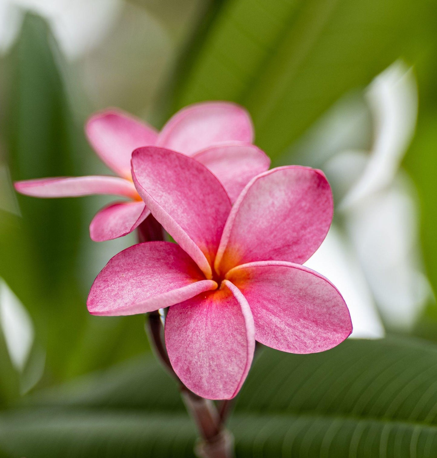 Plumeria Rubra (Pink Frangipani)