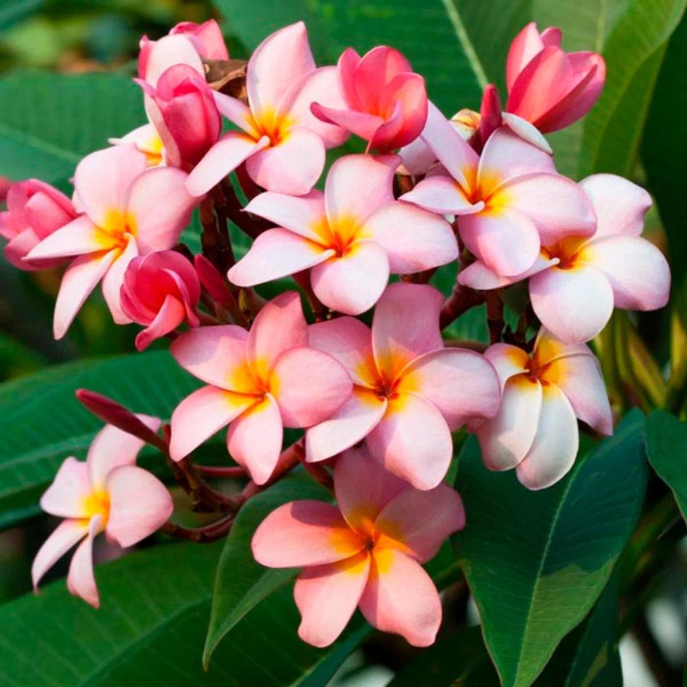 Plumeria Rubra (Pink Frangipani)