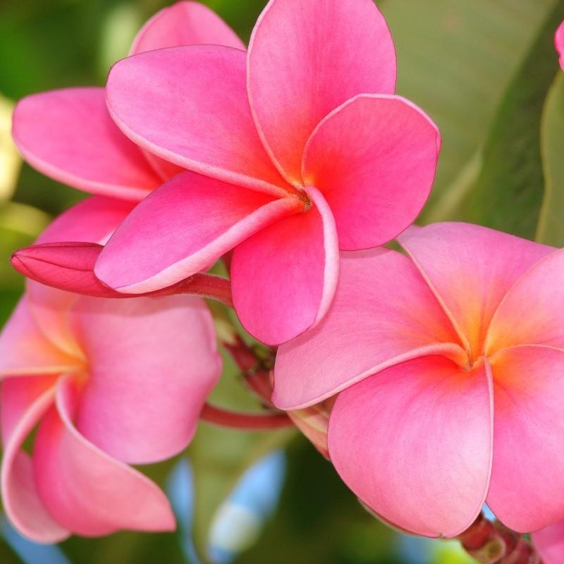 Plumeria Rubra (Pink Frangipani)