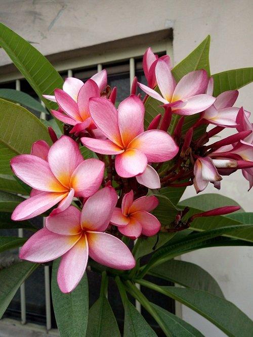 Plumeria Rubra (Pink Frangipani)