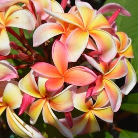 Plumeria Rubra ‘Tricolour’ (Tricolour Frangipani)