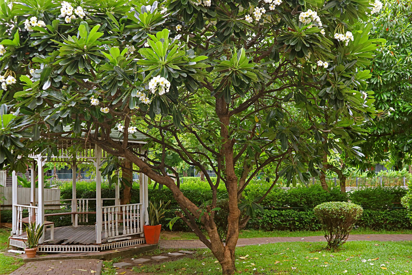 Plumeria Acuta (Frangipani)