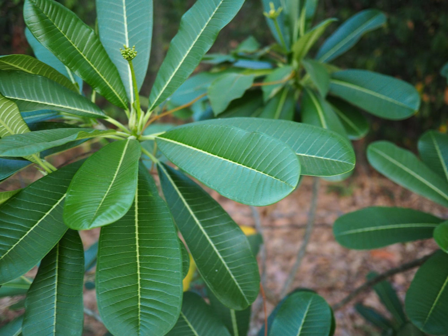 Plumeria Acuta (Frangipani)