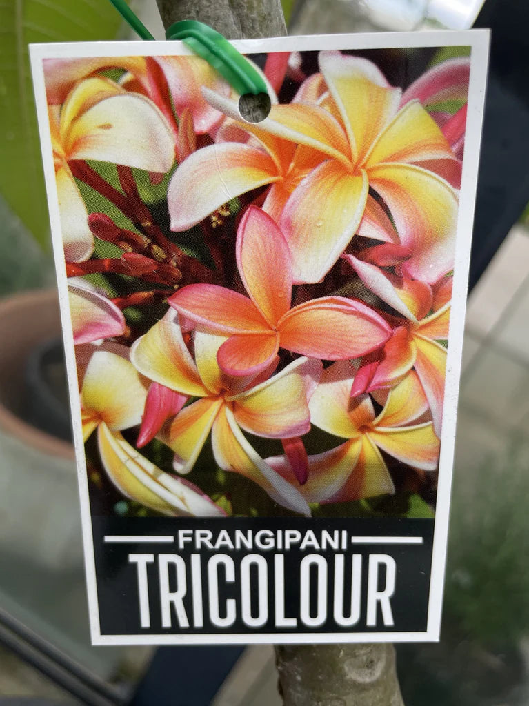 Plumeria Rubra ‘Tricolour’ (Tricolour Frangipani)