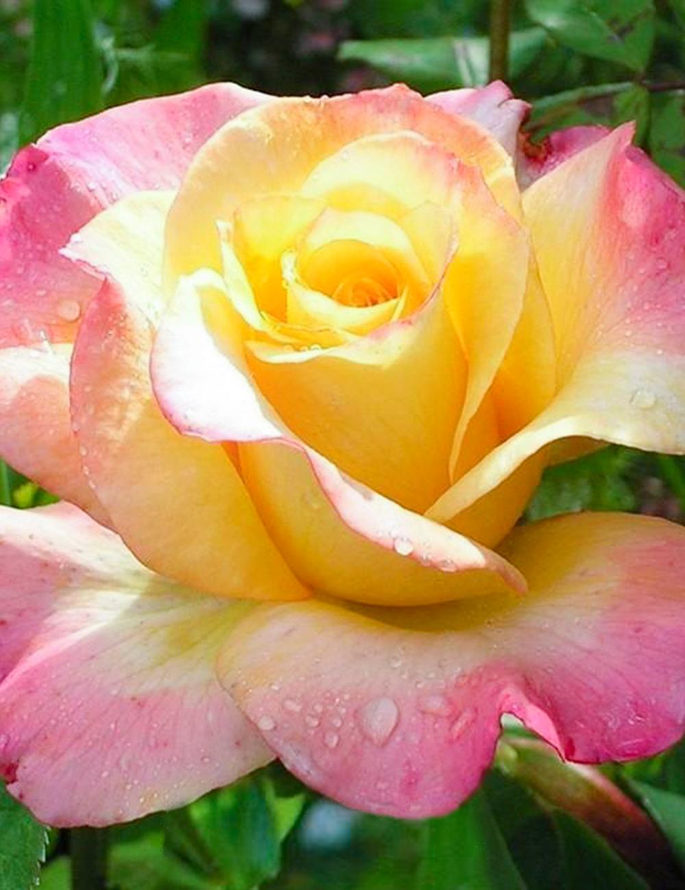 Rosa 'Summer Of Love' (Summer Of Love Hybrid Tea Rose)