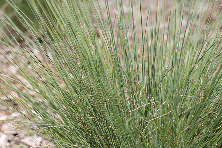 Poa spp. (POL11) ‘OZBREED RUSTIC™’