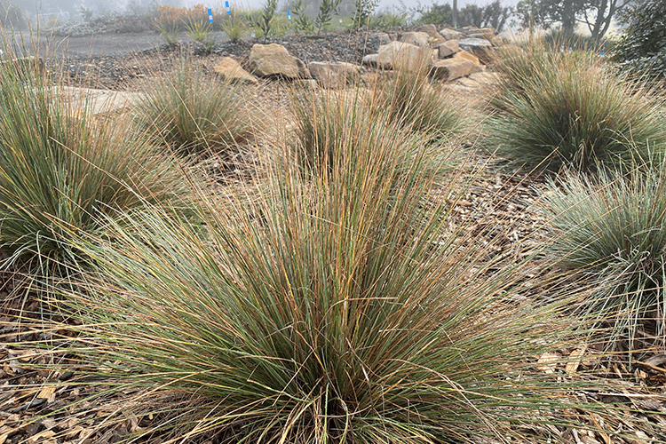 Poa spp. (POL11) ‘OZBREED RUSTIC™’