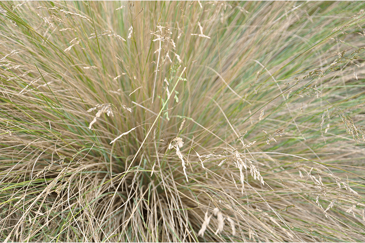 Poa spp. (POL11) ‘OZBREED RUSTIC™’
