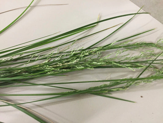 Poa labillardieri ‘Eskdale’