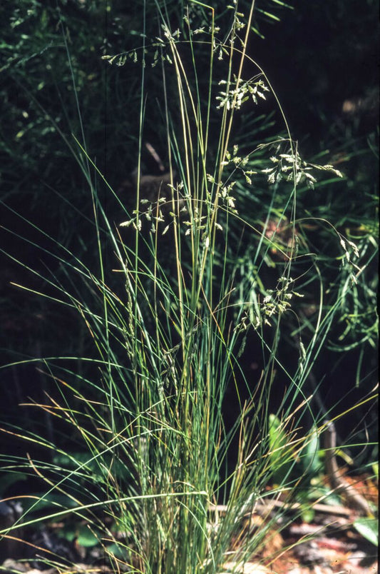 Poa sieberiana (Grey Tussock Grass / Snow Grass)