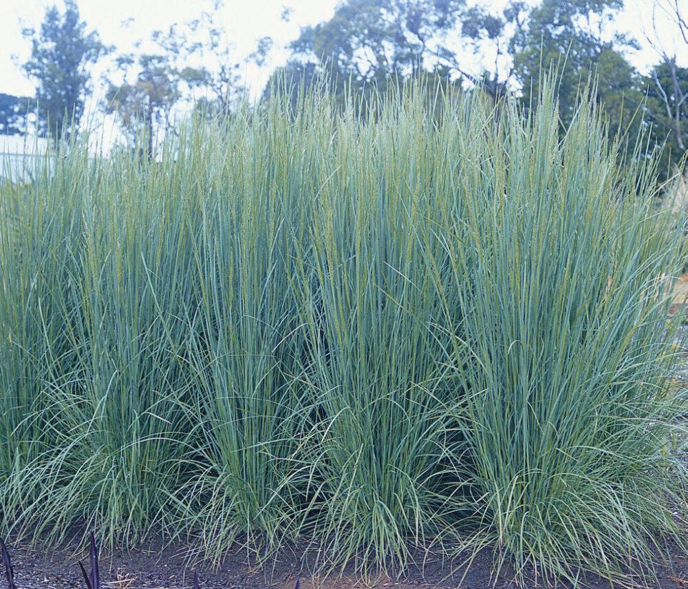 Poa Labillardieri 'Suggan Buggan' (Tussock Grass)