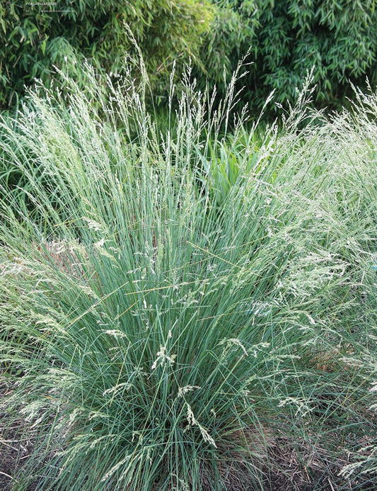 Poa Labillardieri 'Suggan Buggan' (Tussock Grass)