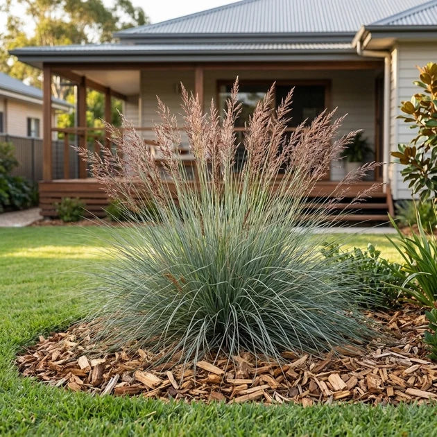 Poa Sieberiana (Grey Tussock Grass / Snow Grass)