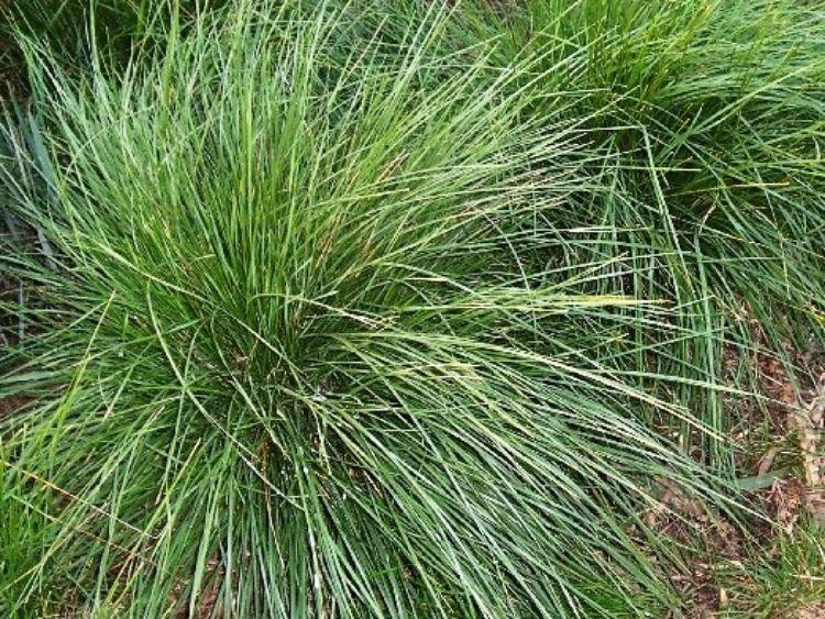 Poa Labillardierei (Common Tussock Grass)