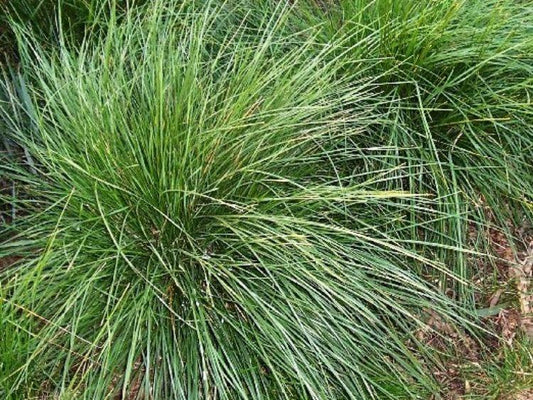 Poa Labillardierei (Common Tussock Grass)