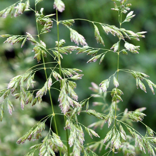 Poa labillardieri ‘Eskdale’