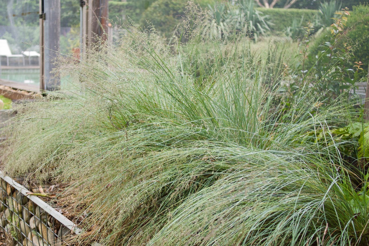 Poa Labillardieri 'Suggan Buggan' (Tussock Grass)