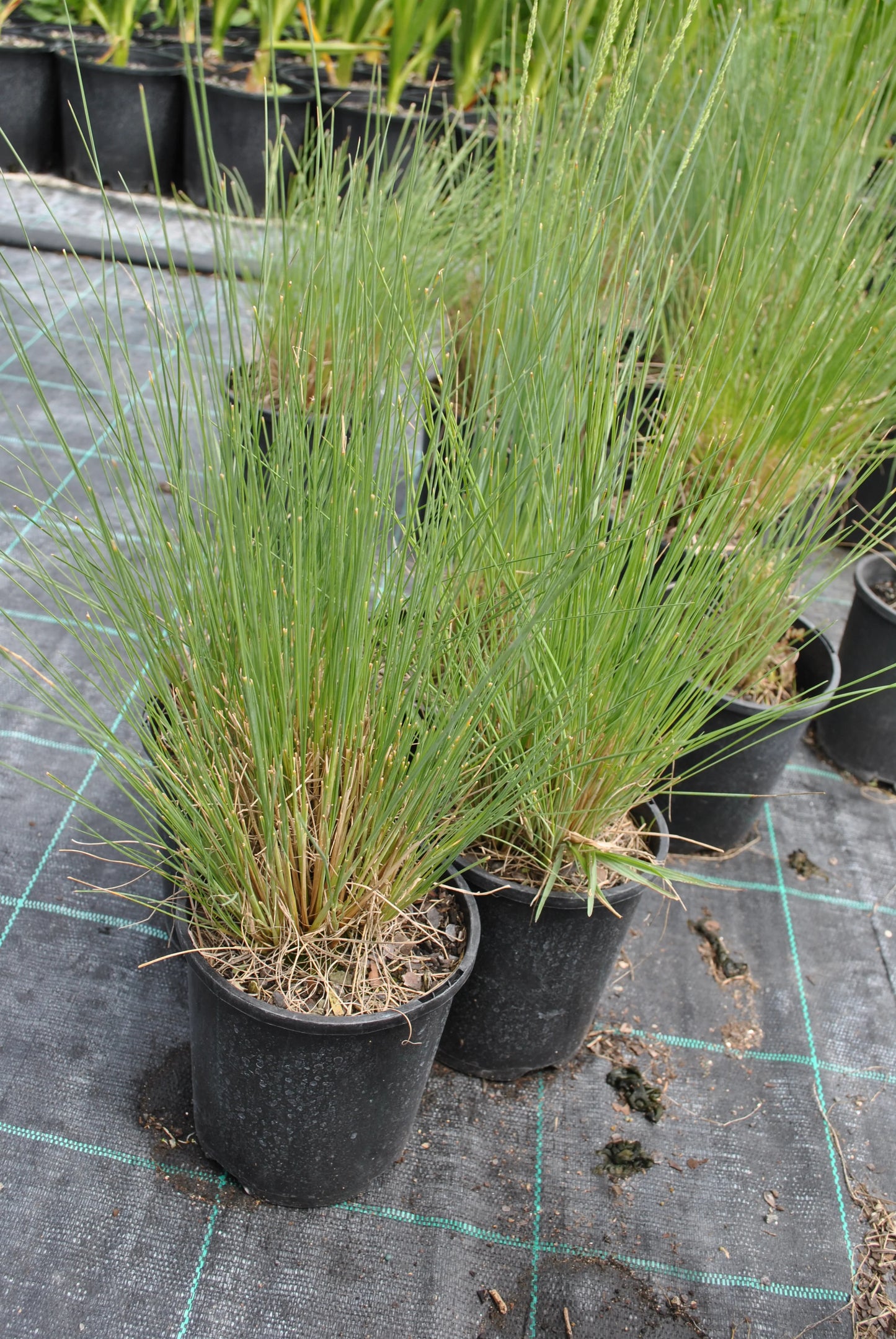 Poa Labillardierei (Common Tussock Grass)