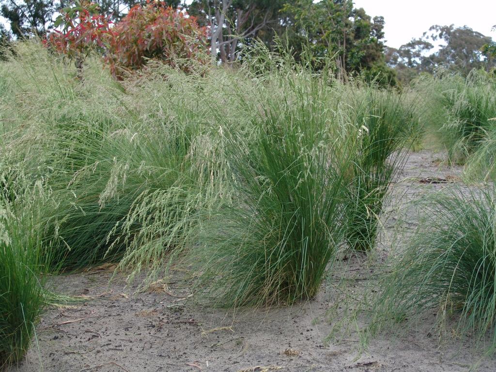 Poa Poiformis (PP500) KINGSDALE™