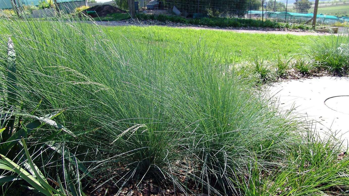 Poa Poiformis (PP500) KINGSDALE™