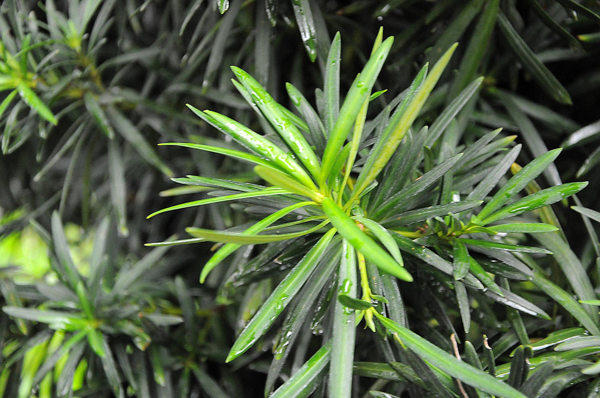 Podocarpus Macrophyllus (Buddhist Pine) Standards